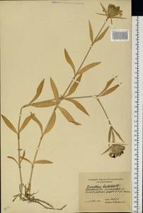 Гвоздика бородатая L., Восточная Европа, Московская область и Москва (E4a) (Россия)