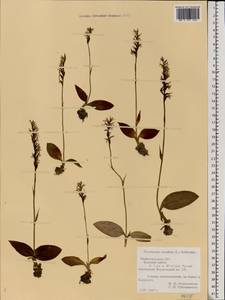 Hemipilia cucullata (L.) Y.Tang, H.Peng & T.Yukawa, Восточная Европа, Волжско-Камский район (E7) (Россия)