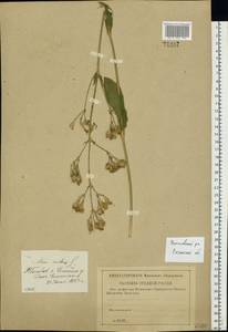 Смолевка поникшая L., Восточная Европа, Центральный район (E4) (Россия)