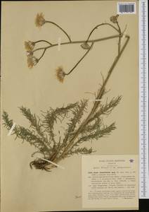Crepis chondrilloides Jacq., Западная Европа (EUR) (Италия)