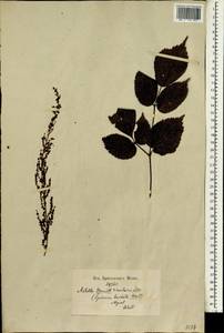 Astilbe rivularis Buch.-Ham. ex D. Don, Зарубежная Азия (ASIA) (Непал)