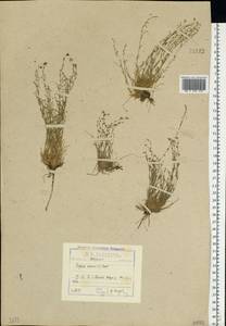 Мшанка узловатая (L.) Fenzl, Восточная Европа, Северо-Западный район (E2) (Россия)