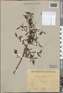 Спирея альпийская, Таволга альпийская Pall., Сибирь, Якутия (S5) (Россия)
