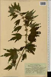 Пустырник пятилопастный Gilib., Кавказ, Ставропольский край, Карачаево-Черкесия, Кабардино-Балкария (K1b) (Россия)