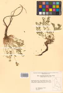 Остролодочник белоцветковый (Pall.) Pers., Сибирь, Дальний Восток (S6) (Россия)