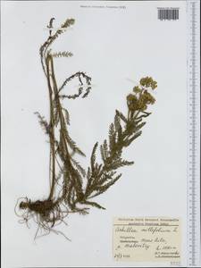 Тысячелистник обыкновенный L., Западная Европа (EUR) (Болгария)