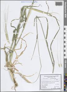 Hordeum vulgare subsp. spontaneum (K.Koch) Asch. & Graebn., Зарубежная Азия (ASIA) (Иран)