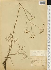 Ферула татарская Fisch. ex Spreng., Восточная Европа, Нижневолжский район (E9) (Россия)