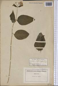 Asclepias quadrifolia Jacq., Америка (AMER) (США)
