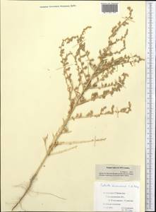 Nitrosalsola incanescens (C. A. Mey.) Theodorova, Средняя Азия и Казахстан, Сырдарьинские пустыни и Кызылкумы (M7) (Узбекистан)