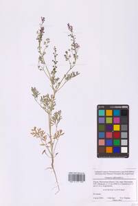 Дымянка лекарственная L., Восточная Европа, Московская область и Москва (E4a) (Россия)