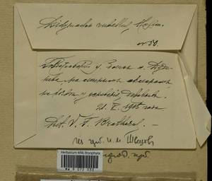 Bryoerythrophyllum recurvirostrum (Hedw.) P.C. Chen, Гербарий мохообразных, Мхи - Центральное Нечерноземье (B6) (Россия)