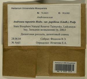 Andreaea rupestris var. papillosa (Lindb.) Podp., Гербарий мохообразных, Мхи - Красноярский край, Тыва и Хакасия (B17) (Россия)