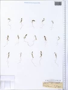 Lysimachia linum-stellatum L., Крым (KRYM) (Россия)