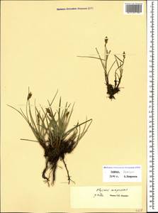 Поточник сжатый, Блисмус сжатый (L.) Panz. ex Link, Кавказ, Грузия (K4) (Грузия)