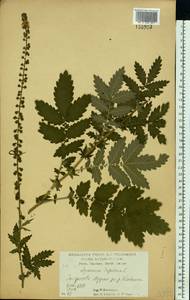 Репешок обыкновенный L., Восточная Европа, Центральный лесостепной район (E6) (Россия)