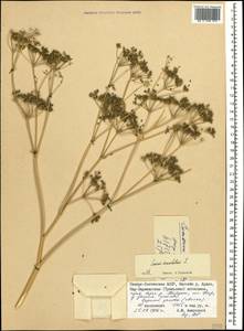 Болиголов крапчатый, Болиголов пятнистый L., Кавказ, Северная Осетия, Ингушетия и Чечня (K1c) (Россия)