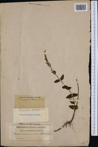 Teucrium scorodonia L., Западная Европа (EUR) (Франция)