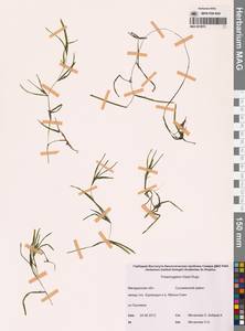 Рдест Фриза, Рдест Фриса Rupr., Сибирь, Чукотка и Камчатка (S7) (Россия)