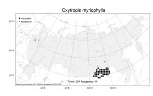 Oxytropis myriophylla, Остролодочник тысячелистный (Pall.) DC., Атлас флоры России (FLORUS) (Россия)