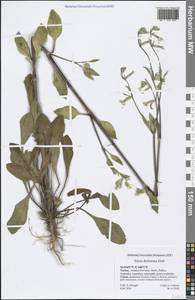 Смолевка вильчатая Ehrh., Зарубежная Азия (ASIA) (Турция)