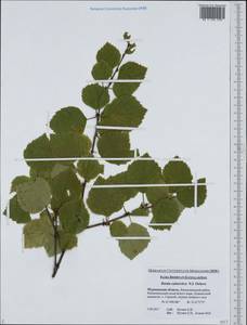 Betula pubescens subsp. pubescens, Восточная Европа, Северный район (E1) (Россия)