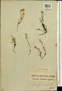 Gnaphalium declinatum L. fil., Африка (AFR) (ЮАР)