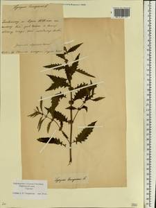 Зюзник европейский L., Восточная Европа, Белоруссия (E3a) (Белоруссия)