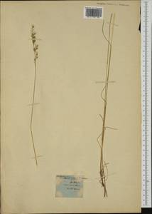 Festuca arvernensis Auquier, Kerguélen & Markgr.-Dann., Ботанические сады и дендрарии (GARD) (Германия)