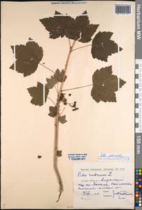 Ribes spicatum subsp. lapponicum Hyl., Сибирь, Якутия (S5) (Россия)