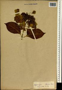Гортензия крупнолистная (Thunb.) Ser., Зарубежная Азия (ASIA) (Япония)