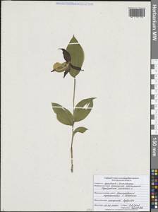 Венерин башмачок настоящий L., Восточная Европа, Центральный лесостепной район (E6) (Россия)