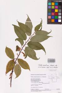 Черемуха поздняя Ehrh., Восточная Европа, Центральный район (E4) (Россия)