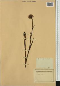 Траунштейнера шаровидная (L.) Rchb., Западная Европа (EUR) (Германия)