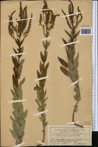 Вероника ненастоящая, Вероника сомнительная L., Средняя Азия и Казахстан, Западный Тянь-Шань и Каратау (M3) (Казахстан)