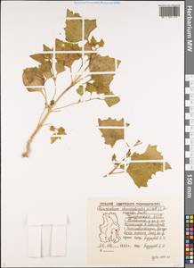 Oxybasis chenopodioides (L.) S. Fuentes, Uotila & Borsch, Восточная Европа, Волжско-Камский район (E7) (Россия)