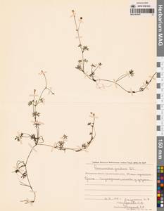 Лютик Гмелина DC., Сибирь, Чукотка и Камчатка (S7) (Россия)