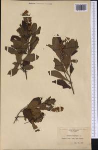 Clethra alnifolia L., nom. cons., Америка (AMER) (США)