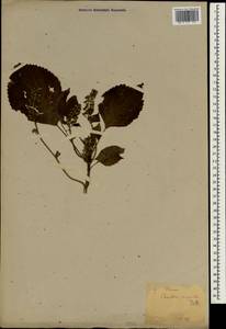 Perilla frutescens var. crispa (Thunb.) H.Deane, Зарубежная Азия (ASIA) (Япония)