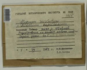 Distichium capillaceum (Hedw.) Bruch & Schimp., Гербарий мохообразных, Мхи - Красноярский край, Тыва и Хакасия (B17) (Россия)