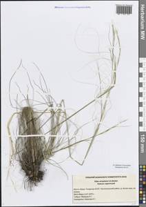 Ковыль сарепский A.K.Becker, Восточная Европа, Средневолжский район (E8) (Россия)