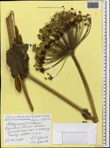 Борщевик Мантегацци Sommier & Levier, Кавказ, Ставропольский край, Карачаево-Черкесия, Кабардино-Балкария (K1b) (Россия)