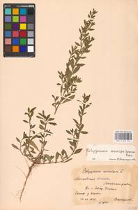 Спорыш птичий, Горец птичий L., Восточная Европа, Московская область и Москва (E4a) (Россия)