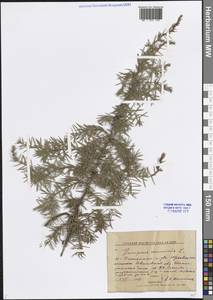 Можжевельник обыкновенный L., Восточная Европа, Центральный лесной район (E5) (Россия)