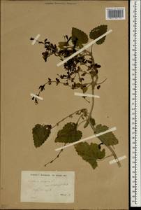 Scutellaria sibthorpii (Benth.) Halácsy, Зарубежная Азия (ASIA) (Турция)