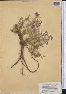 Колючелистник колючий (Bunge) Boiss., Средняя Азия и Казахстан, Северный и Центральный Тянь-Шань (M4) (Казахстан)