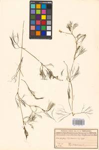 Лютик Кауфмана, Шелковник Кауфмана P. Clerc, Восточная Европа, Московская область и Москва (E4a) (Россия)