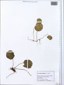 Центелла азиатская (L.) Urb., Африка (AFR) (ЮАР)