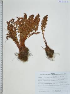 Щитовник пахучий (L.) Schott, Сибирь, Дальний Восток (S6) (Россия)