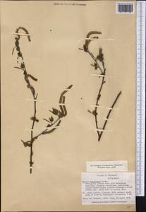 Betula papyrifera Marshall, Америка (AMER) (США)